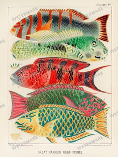 Fish Vintage Prints