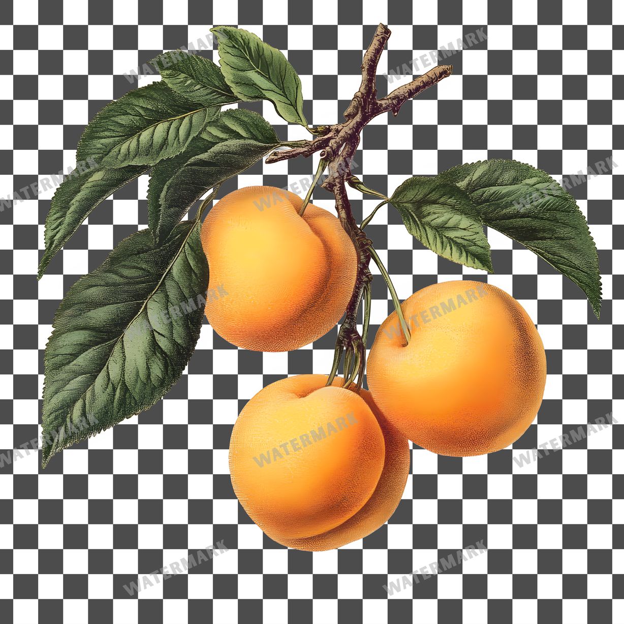 Apricots Vintage Style Clipart Pngs