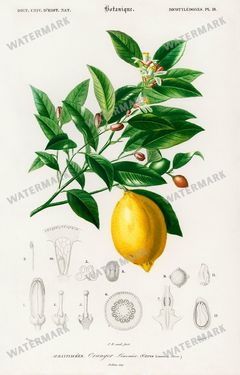 Dictionnaire Universel Dhistoire Naturelle Vintage Prints