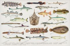 Fish Vintage Prints