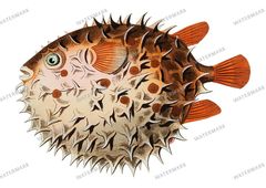 Fish Vintage Prints