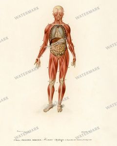 Dictionnaire Universel Dhistoire Naturelle Vintage Prints