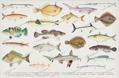 Fish Vintage Prints