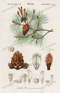Dictionnaire Universel Dhistoire Naturelle Vintage Prints