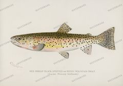 Fish Vintage Prints