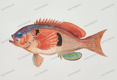 Fish Vintage Prints