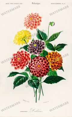 Dictionnaire Universel Dhistoire Naturelle Vintage Prints