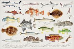 Fish Vintage Prints