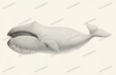 Fish Vintage Prints