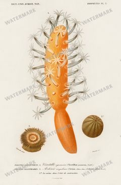 Dictionnaire Universel Dhistoire Naturelle Vintage Prints