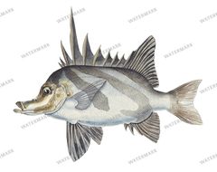 Fish Vintage Prints