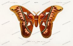 Dictionnaire Universel Dhistoire Naturelle Vintage Prints