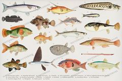 Fish Vintage Prints