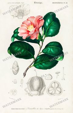 Dictionnaire Universel Dhistoire Naturelle Vintage Prints