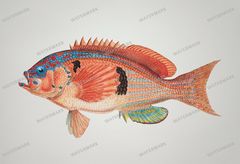 Fish Vintage Prints