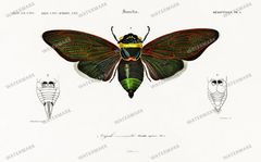 Dictionnaire Universel Dhistoire Naturelle Vintage Prints