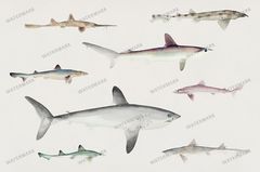 Fish Vintage Prints