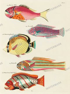 Fish Vintage Prints