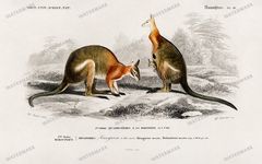 Dictionnaire Universel Dhistoire Naturelle Vintage Prints