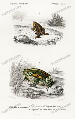 Dictionnaire Universel Dhistoire Naturelle Vintage Prints