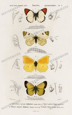 Dictionnaire Universel Dhistoire Naturelle Vintage Prints