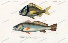 Dictionnaire Universel Dhistoire Naturelle Vintage Prints