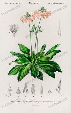 Dictionnaire Universel Dhistoire Naturelle Vintage Prints
