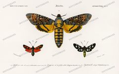 Dictionnaire Universel Dhistoire Naturelle Vintage Prints