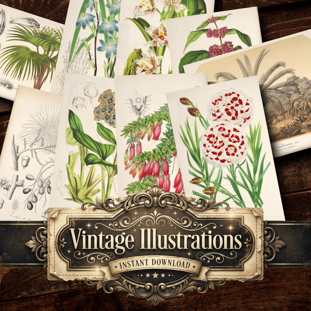 Floral Illustrations