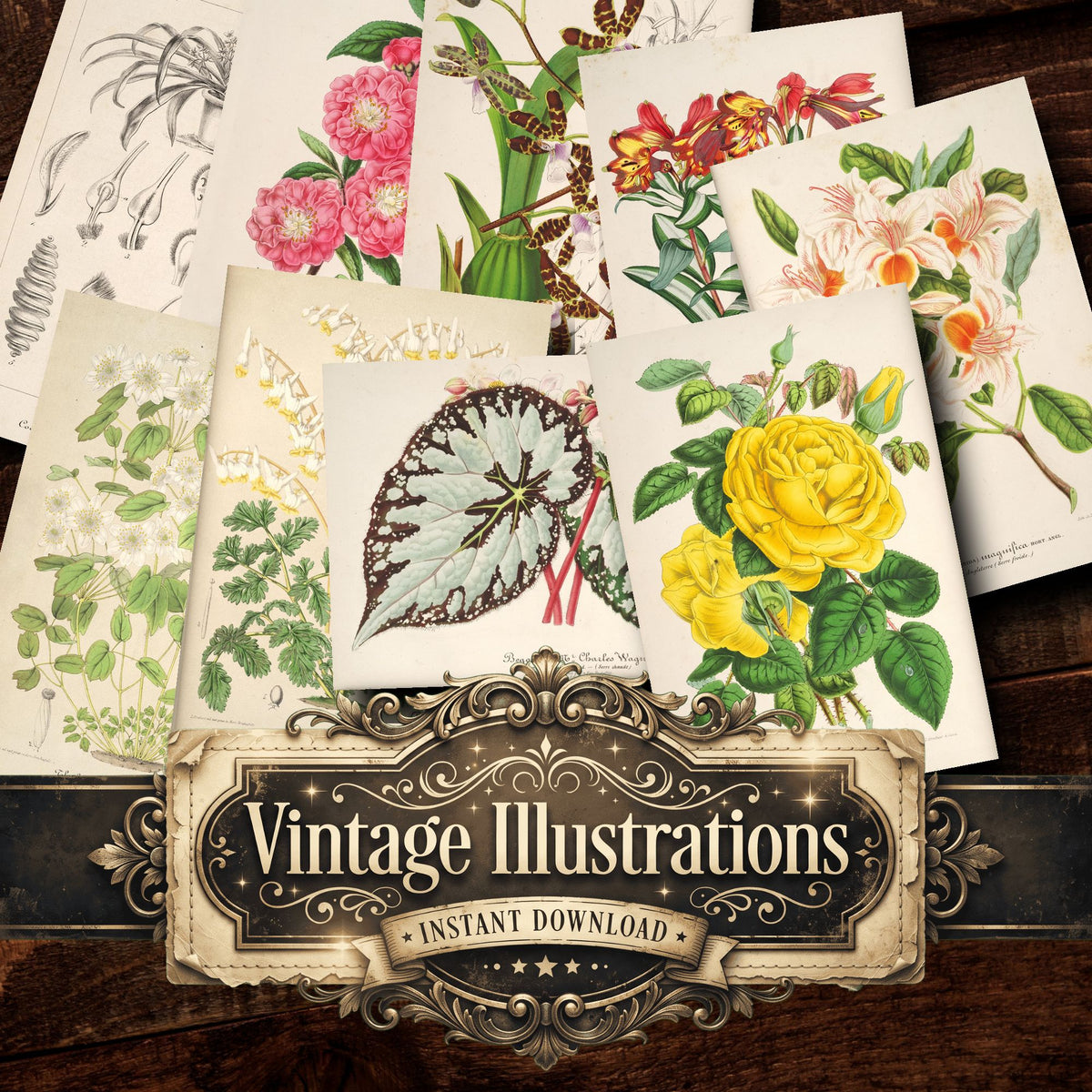 Floral Illustrations