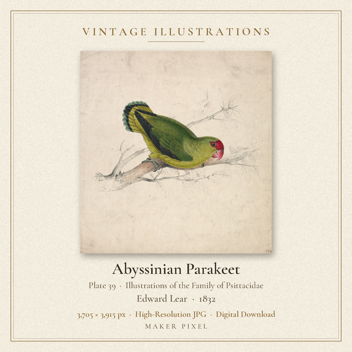 Abyssinian Parakeet, Plate 39 from Illustrations of the Family of Psittacidae by Edward Lear — cover