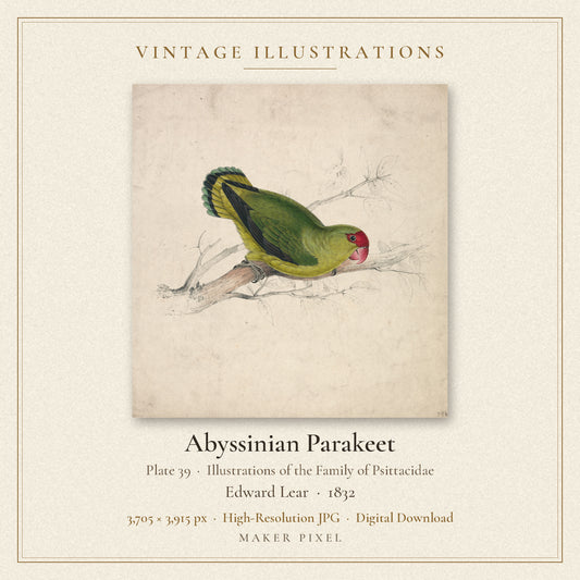 Abyssinian Parakeet, Plate 39 from Illustrations of the Family of Psittacidae by Edward Lear — cover