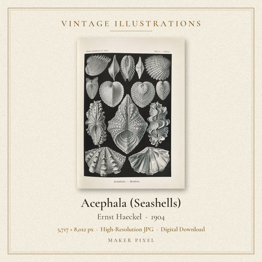 Acephala (Seashells) by Ernst Haeckel — cover