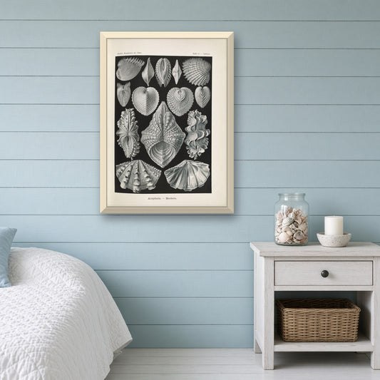 Acephala (Seashells) by Ernst Haeckel — room mockup
