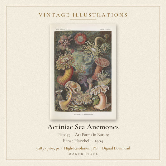 Actiniae Sea Anemones, Plate 49 from Art Forms in Nature by Ernst Haeckel — cover