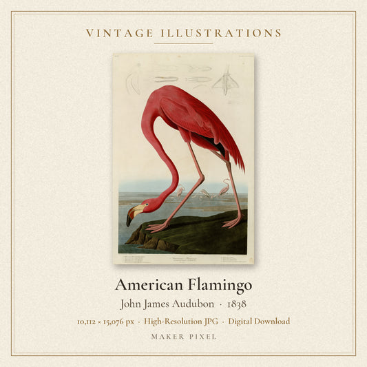 American Flamingo by John James Audubon — cover