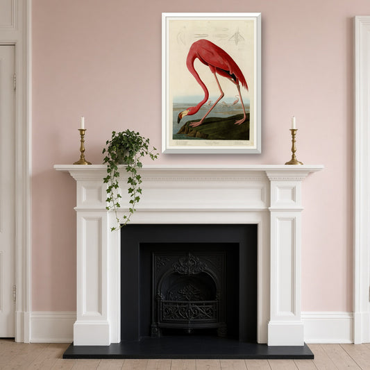 American Flamingo by John James Audubon — room mockup