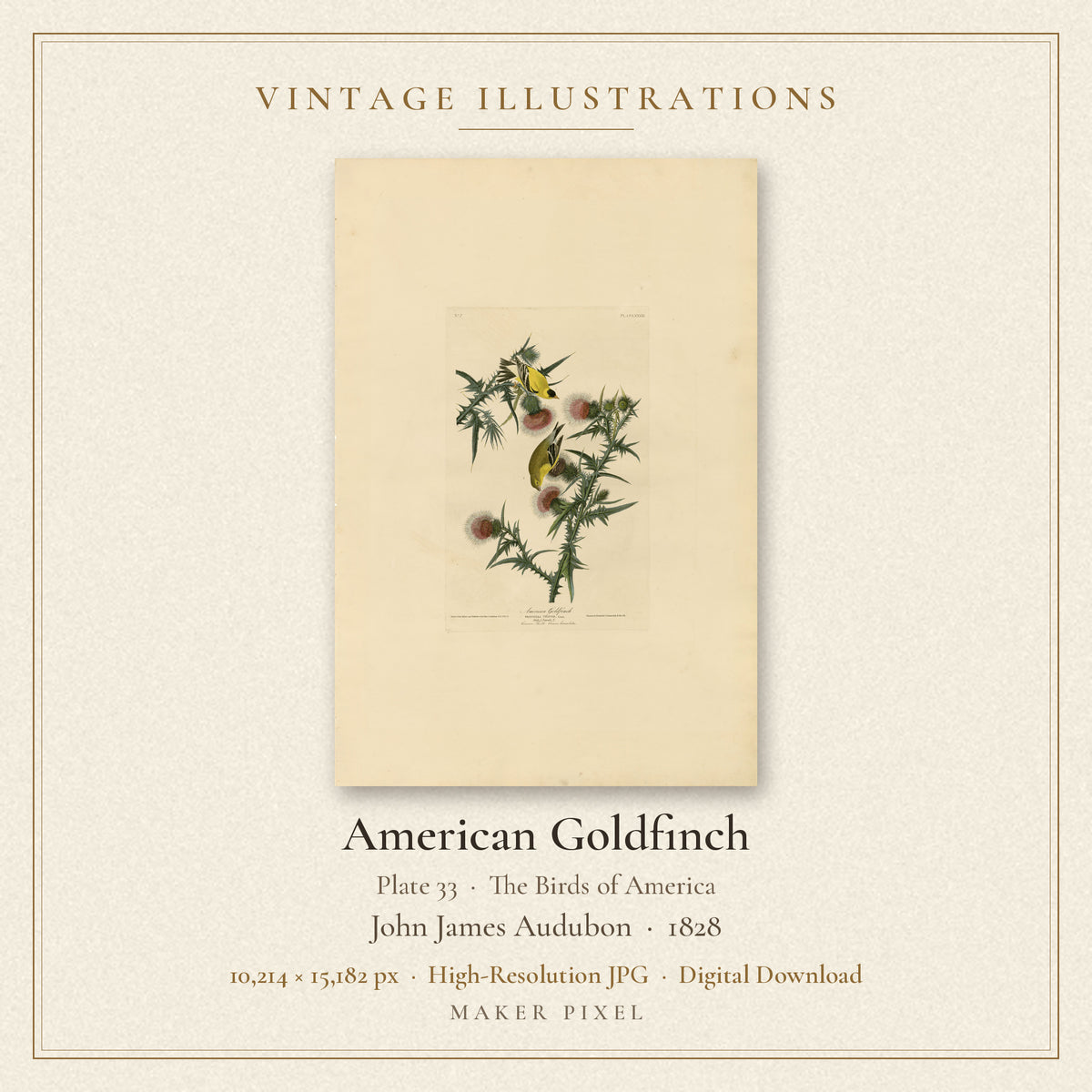 American Goldfinch, Plate 33 from Birds of America by John James Audubon — cover