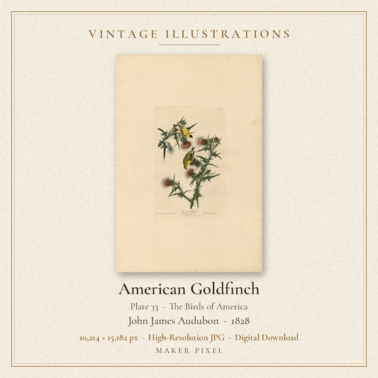American Goldfinch, Plate 33 from Birds of America by John James Audubon — cover