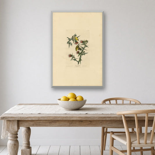 American Goldfinch, Plate 33 from Birds of America by John James Audubon — room mockup