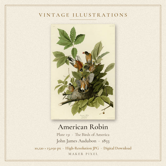 American Robin, Plate 131 from Birds of America by John James Audubon — cover