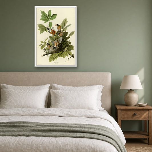 American Robin, Plate 131 from Birds of America by John James Audubon — room mockup