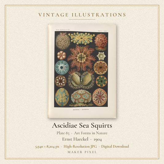 Ascidiae Sea Squirts, Plate 85 from Art Forms in Nature by Ernst Haeckel — cover