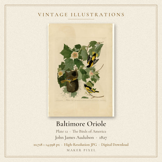 Baltimore Oriole, Plate 12 from Birds of America by John James Audubon — cover