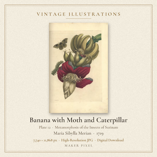 Banana with Moth and Caterpillar, Plate 12 from Metamorphosis of the Insects of Surinam by Maria Sibylla Merian — cover