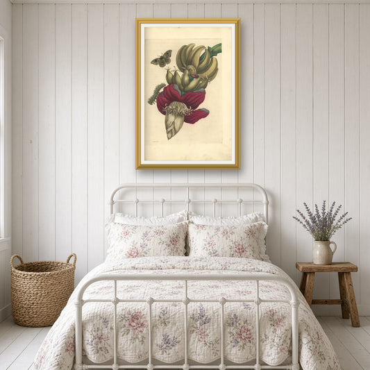 Banana with Moth and Caterpillar, Plate 12 from Metamorphosis of the Insects of Surinam by Maria Sibylla Merian — room mockup