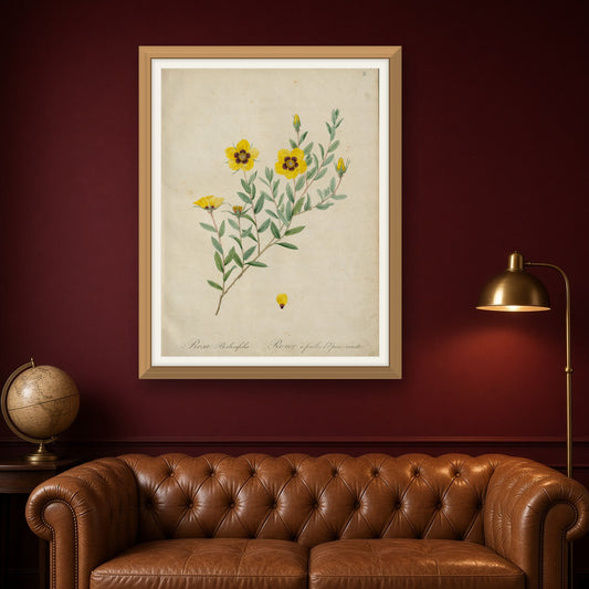 Barberry-leaved Rose (Rosa Berberifolia), Plate 2 from Les Roses by Pierre-Joseph Redouté — room mockup