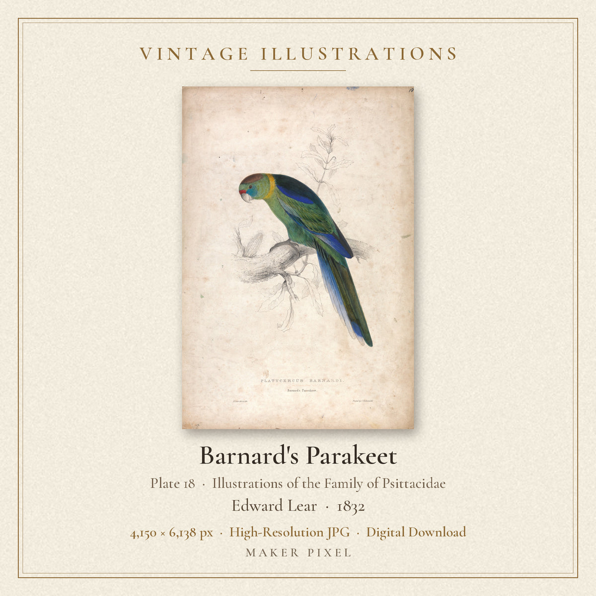 Barnard's Parakeet, Plate 18 from Illustrations of the Family of Psittacidae by Edward Lear — cover