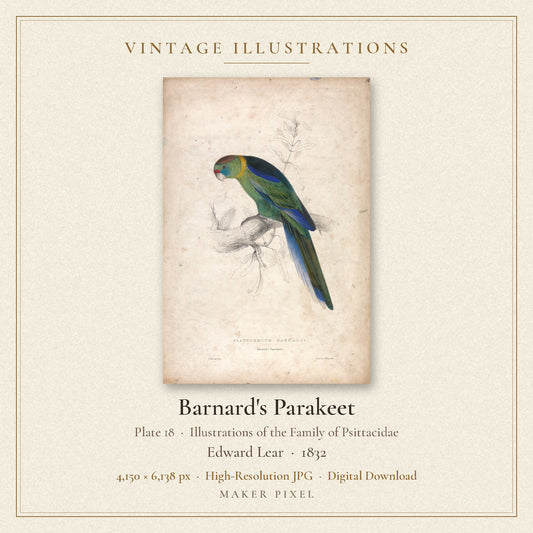 Barnard's Parakeet, Plate 18 from Illustrations of the Family of Psittacidae by Edward Lear — cover