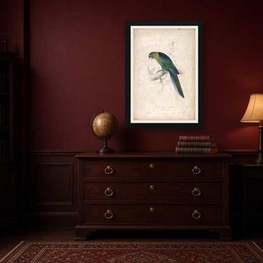 Barnard's Parakeet, Plate 18 from Illustrations of the Family of Psittacidae by Edward Lear — room mockup